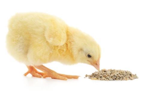 Poultry%20feed%20Sindh%20%20feed%20for%20chicks%20zero%20size%20500%20grams%20(0%20number)%20for%20chicks%20quails%20and%20ducklings%20chuzzon%20ki%20feed%20-%20Image%203