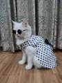 Polka Dot Pet Frock - Medium. 