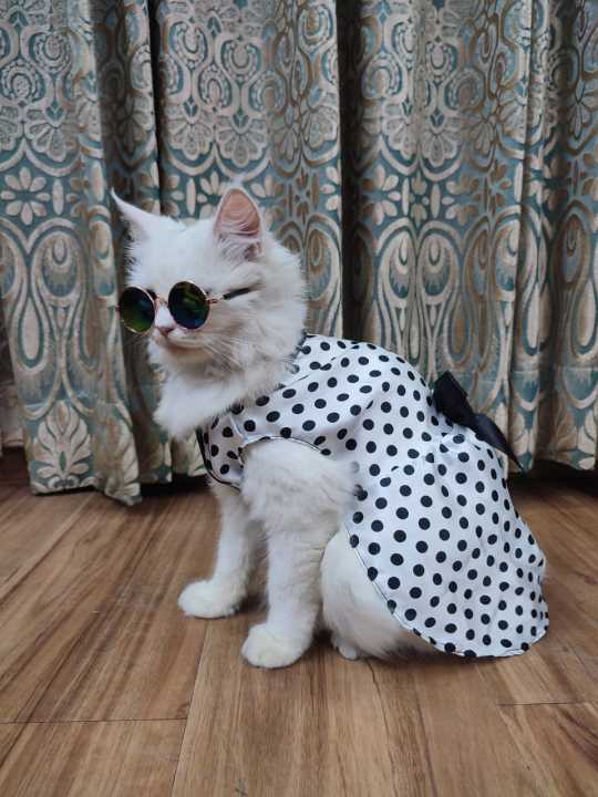 Polka%20Dot%20Pet%20Frock%20-%20Medium%20-%20Image%203