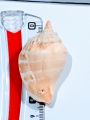 Natural Sea Shell Charms from Seek for Style – Assorted Designs for Jewelry & Crafts (Drilled) | Home Decor Aquarium Decorations. 
