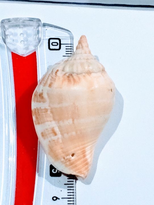 Natural%20Sea%20Shell%20Charms%20from%20Seek%20for%20Style%20%E2%80%93%20Assorted%20Designs%20for%20Jewelry%20&%20Crafts%20(Drilled)%20%7C%20Home%20Decor%20Aquarium%20Decorations%20-%20Image%207