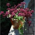 Trailing Plum Coleus Plant Seeds. 