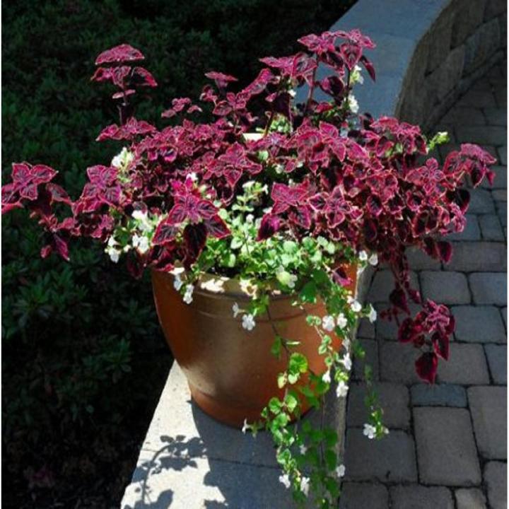 Trailing Plum Coleus Plant Seeds