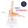 IBEX SCIENCES Life Size Foot Bone Joint Model with Functional Ligament. 