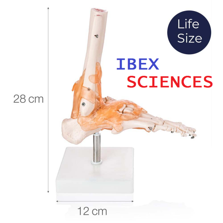 IBEX%20SCIENCES%20Life%20Size%20Foot%20Bone%20Joint%20Model%20with%20Functional%20Ligament%20-%20Image%202