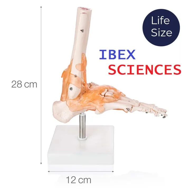 IBEX%20SCIENCES%20Life%20Size%20Foot%20Bone%20Joint%20Model%20with%20Functional%20Ligament%20-%20Image%202