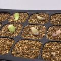 Lids 12 Cells Seed Starter Tray Plastic Seed Propagator Tray Set. 