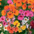 Nemesia Carnival Mix Flower Seeds  (Strumosa) Home Kitchen Gardening Seeds. 