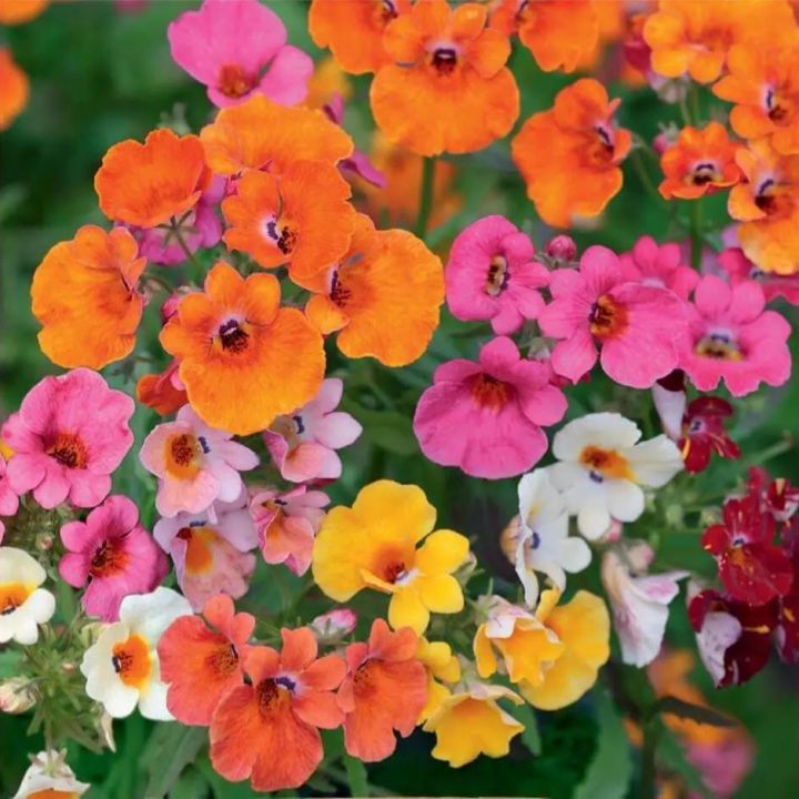 Nemesia Carnival Mix Flower Seeds  (Strumosa) Home Kitchen Gardening Seeds