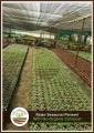 Go-Organic 50Kg Organic Compost and Multipurpose Fertilizer for Plants, Lawn and Garden. 