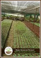 Go-Organic 50Kg Organic Compost and Multipurpose Fertilizer for Plants, Lawn and Garden. 