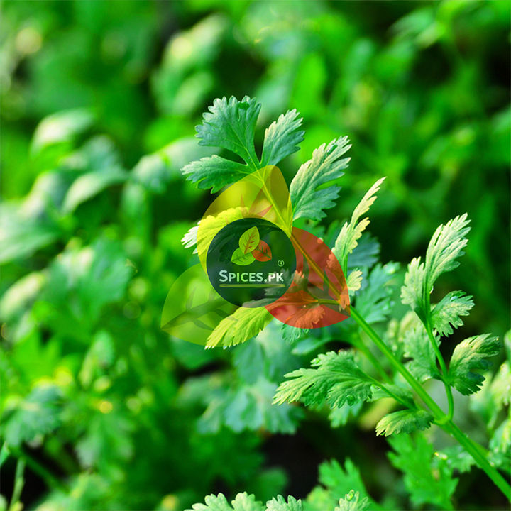 Coriander%20Powder%20/%20Dhania%20Powder%20/%20Dania%20Powder%20%E2%80%93%20100%25%20Pure%20Ground%20Coriander%20for%20Curries,%20Daal,%20Marinades%20&%20Spice%20Blends%20%E2%80%93%20120g%20-%20Image%207