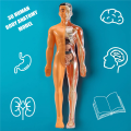 3D Human Body Anatomy Model Plastic DIY Skeleton Science Aids Toys. 