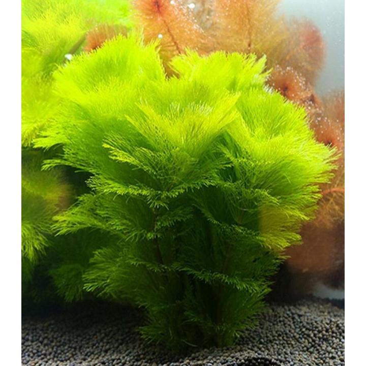 Live Aquarium Fish Tank Plant Seeds