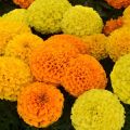 African Marigold Mix Colour Winter Season Flower Seeds. 