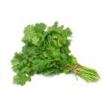 Coriander (Dania) - 250 Plus Seeds By More Green. 
