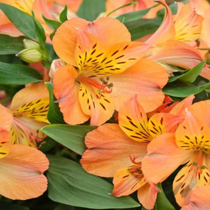 Princess Mathilde Peruvian Lily Flower Seeds