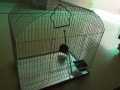 Cage for ringneck, austrailian parrots/bajri,. 