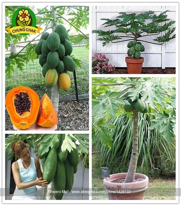 Bonsai%20Papaya%20Tree%20Seeds%20-%20Image%202