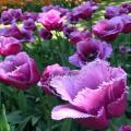 Purple Fringed Tulip Flower Seeds. 