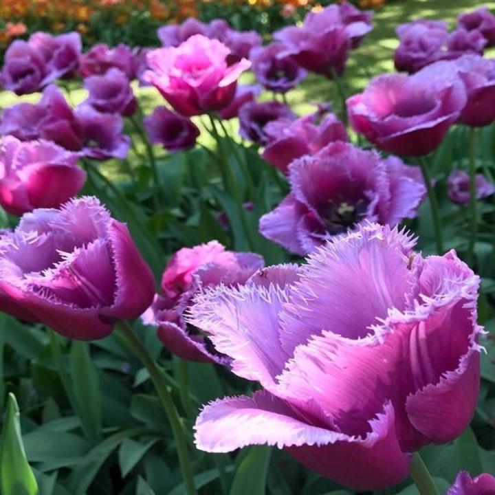 Purple Fringed Tulip Flower Seeds