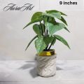 Pack of 3, 5 Artificial Small Plants - 6 Inches High Quality Table Top Decor in White Pots. 