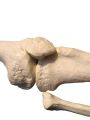 Human Lower Limb Loose Bones Set | Adult | Large Size | PVC. 