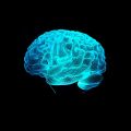 Human Brain Cerebellum Model 3D Night Lights 7 Colors Lamp C. 