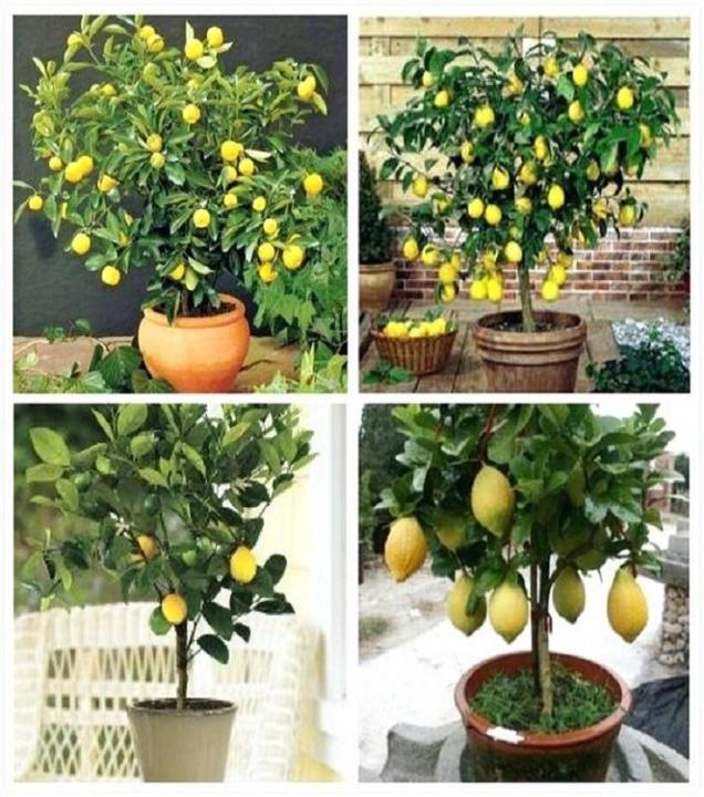 10%20Dwarf%20Lemon%20Tree%20Seeds--Natural%20Perfume%20Indoor%20-%20Image%206
