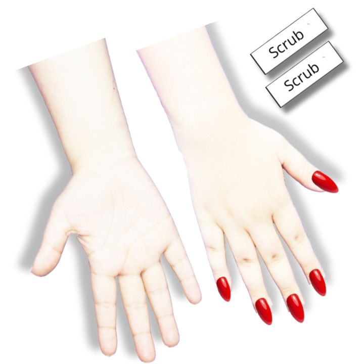 High Quality Reusable Mehndi Practice Hands For Henna Practice - 2 Short Hands  With Free Scrubs (  right Hand left and back back Side )