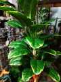 Artificial Flowers & leafs Plant big size 7 foot. 