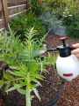 Neem Oil For Plants Fungicide/Miticide - Garden Insecticide (100 ML BOTTLE) Plant Insecticides. 