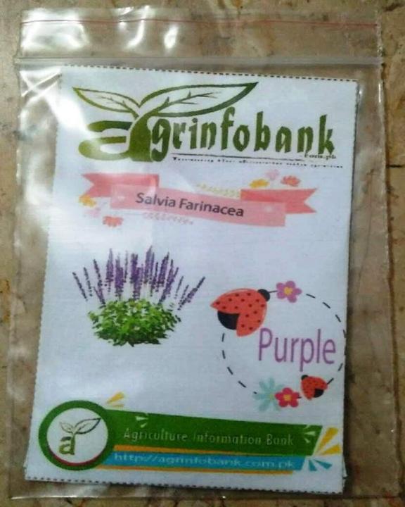 Winter%20flower%20Salvia%20Farinacea%20-%20Image%205