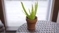 Fresh Aloe Vera Plant in small pot. 