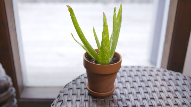 Fresh Aloe Vera Plant in small pot