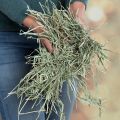 Kaytee All Natural Timothy Hay for Rabbits & Other Small Animals, 500 grams - Rabbit food.. 