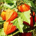 100pcs High Germination Red Lantern Fruits Seeds Easy To Grow In Malaysia Delicious Physalis Fruit Seeds for Planting Organic Cape Gooseberry Benih Pokok Buah Air Plant Seeds Bonsai Tree Live Plant Real Plant Flower Seeds Vegetable Fruits Plant Seeds. 