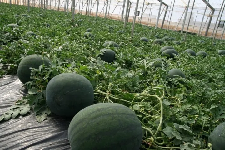 10+%20F1%20Hybrid%20Watermelon%20/%20Tarbooz%20/%20Water%20Melon%20Seeds%20-%20Image%205