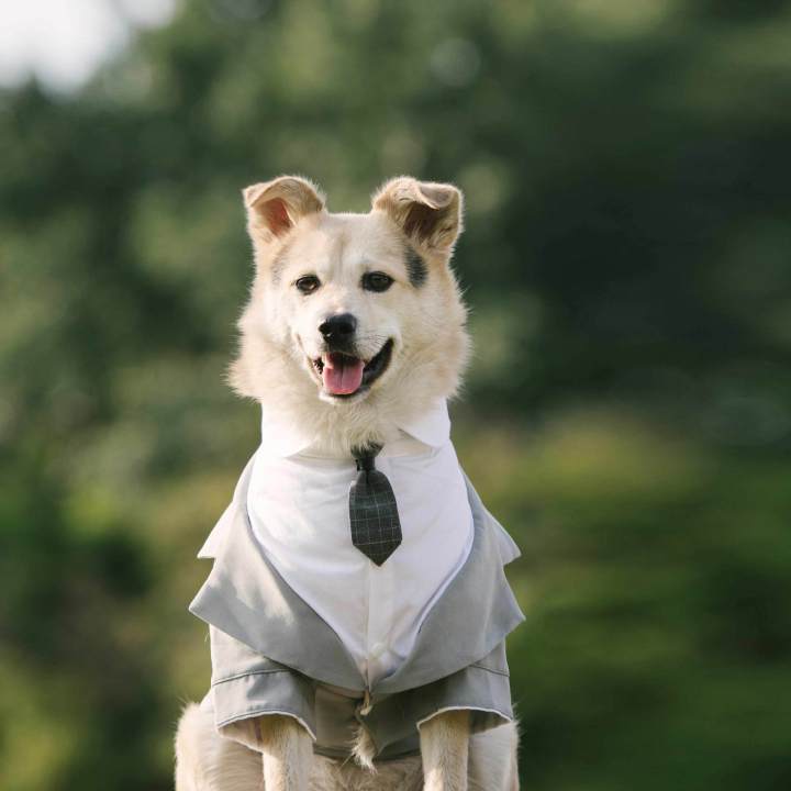 Pet suit dog dress tuxedo wedding pet dress two-piece tie set corgi chai