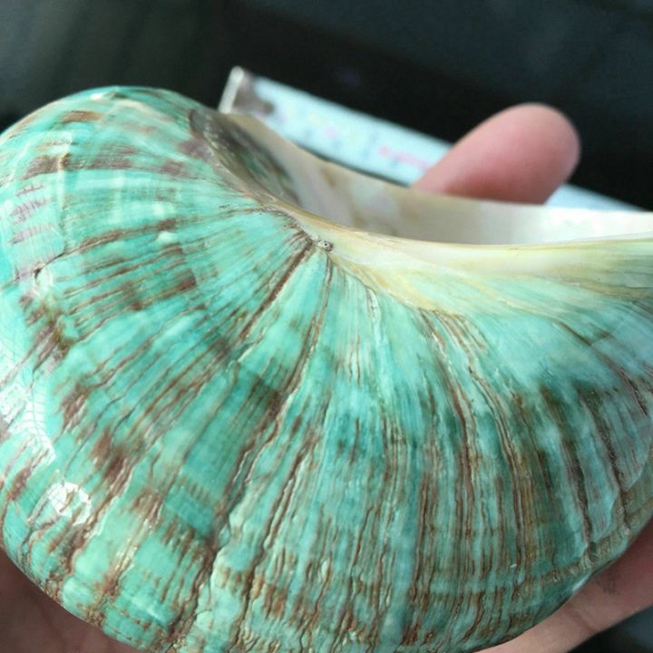 10CM%20Green%20Turbo%20Natural%20Rare%20Sea%20Shell%20Conch%20Stunning%20Healing%20Decor%20Ocean%201Pcs%20-%20Image%207