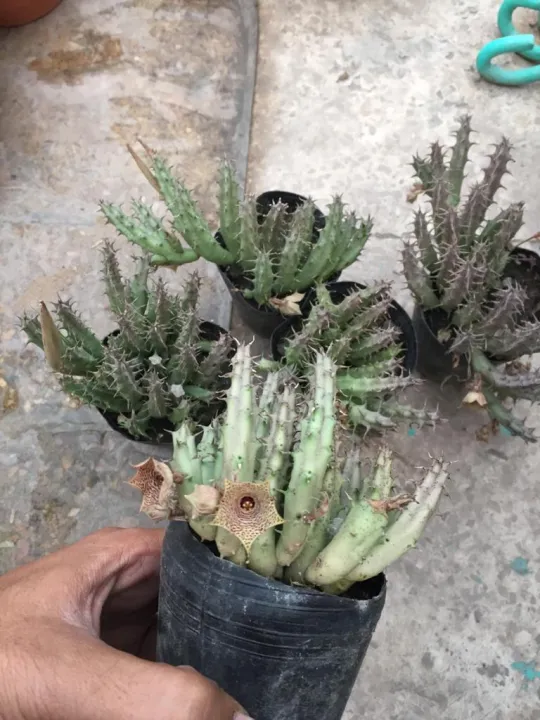 Live%20Huernia%20Mccoyi%20-%20Image%205