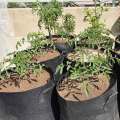 Grow Bags - Fabric Pots Planters. 