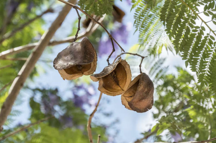 20+%20Jacaranda%20Tree%20Seeds%20Flower%20Tree%20-%20Image%204