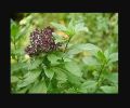 Niazbo / Basil  /  Marwa Garden Plant. 