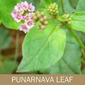 Indiveda Organic Punarnava (Boerhavia diffusa) Powder for Supporting Health,   300gm. 