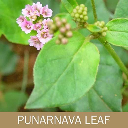Indiveda%20Organic%20Punarnava%20(Boerhavia%20diffusa)%20Powder%20for%20Supporting%20Health,%20%20%20300gm%20-%20Image%206