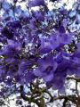 Jacaranda Tree Seeds - Flower Tree. 