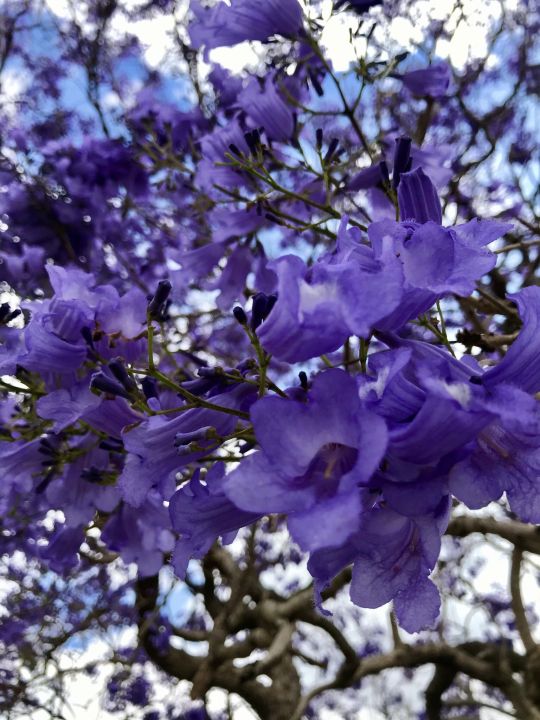 20+%20Jacaranda%20Tree%20Seeds%20Flower%20Tree%20-%20Image%203