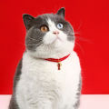 Dog Collar Bell Pendant Chinese New Year Pet Collar with Tag. 