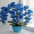 Blue Orchid Flower Plant Seeds. 